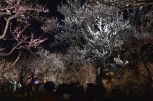 夜梅祭 2027