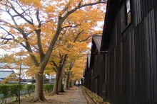 【紅葉・見ごろ】山居倉庫