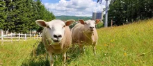ルスツリゾート ひつじのふれあい