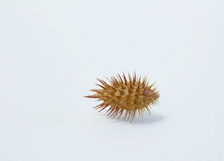 「Xanthium occidentale オオオナモミが語るもの 岩谷雪子」