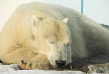 秋の動物園まつり