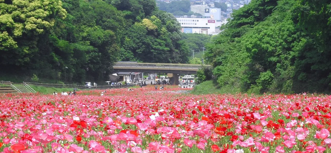 くりはま花の国 コスモスまつり 2026