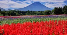 虹の花まつり
