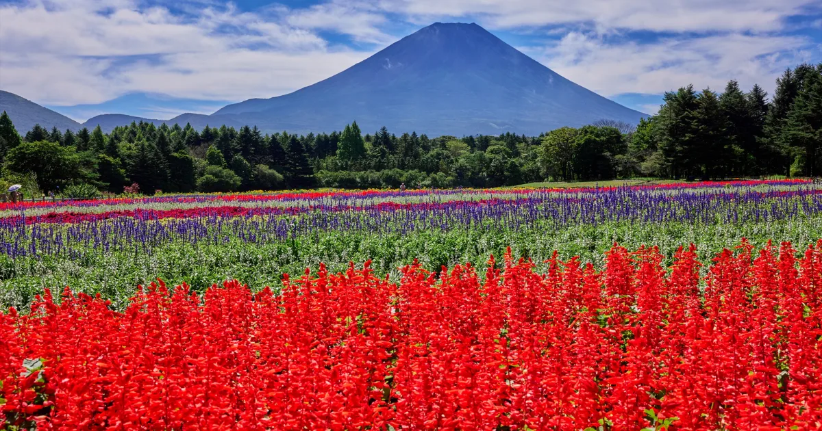 虹の花まつり
