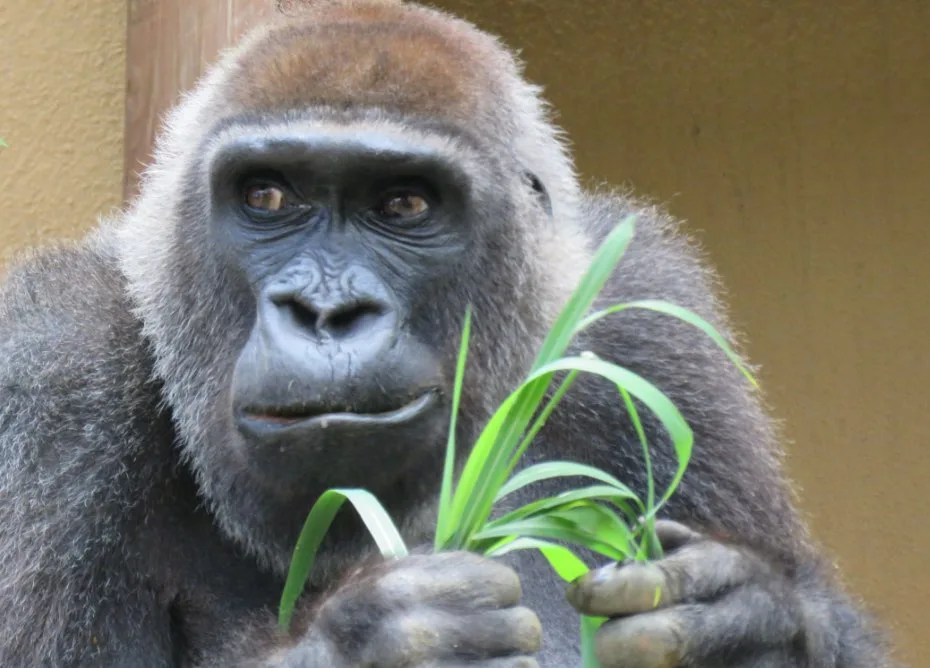 京都市動物園 動物愛護週間行事および動物慰霊祭