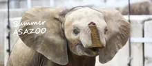 納涼　ナイト・サファリ