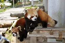 秋吉台サファリランド　動物ふれあいタイム