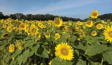 網走市大曲湖畔園地ひまわり畑