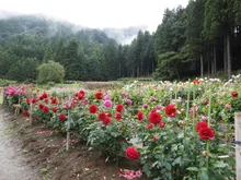 両神山麓花の郷　ダリア園