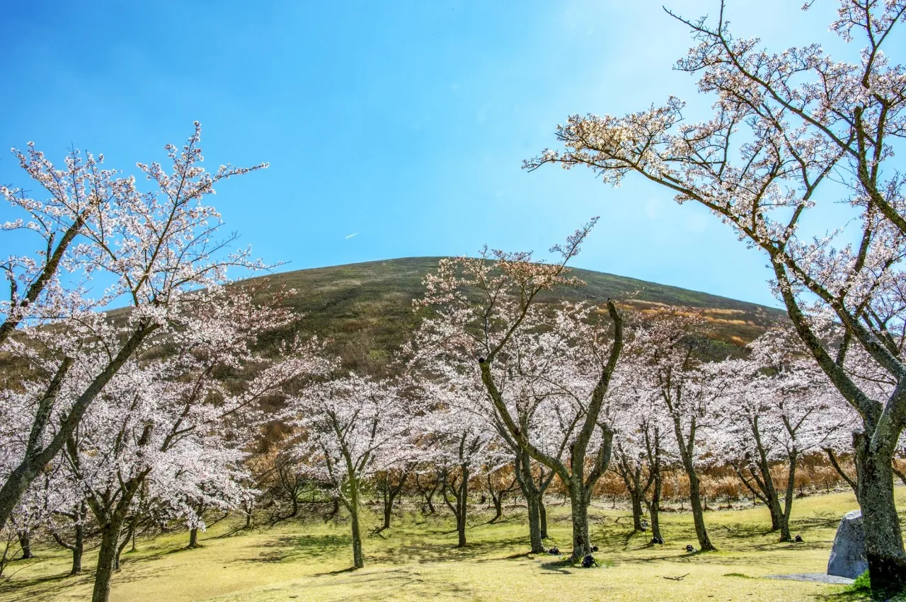 さくらの里 十月桜