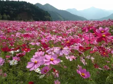 清住コスモス園　コスモスの開花