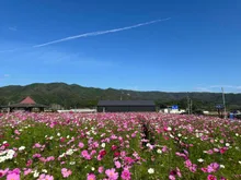 北房コスモス広場　コスモスの開花 2026