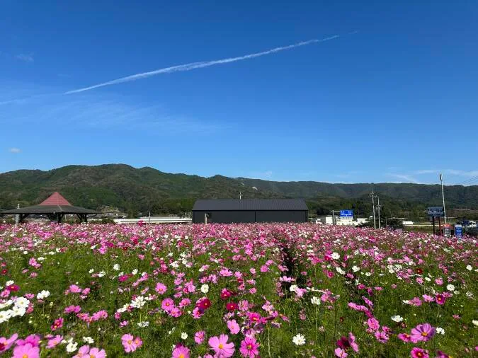 北房コスモス広場 コスモスの開花 2026
