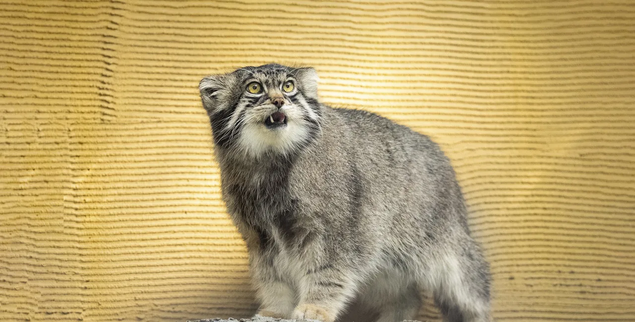 旭川市旭山動物園夏期開園 2026