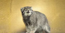 旭川市旭山動物園夏期開園 2026
