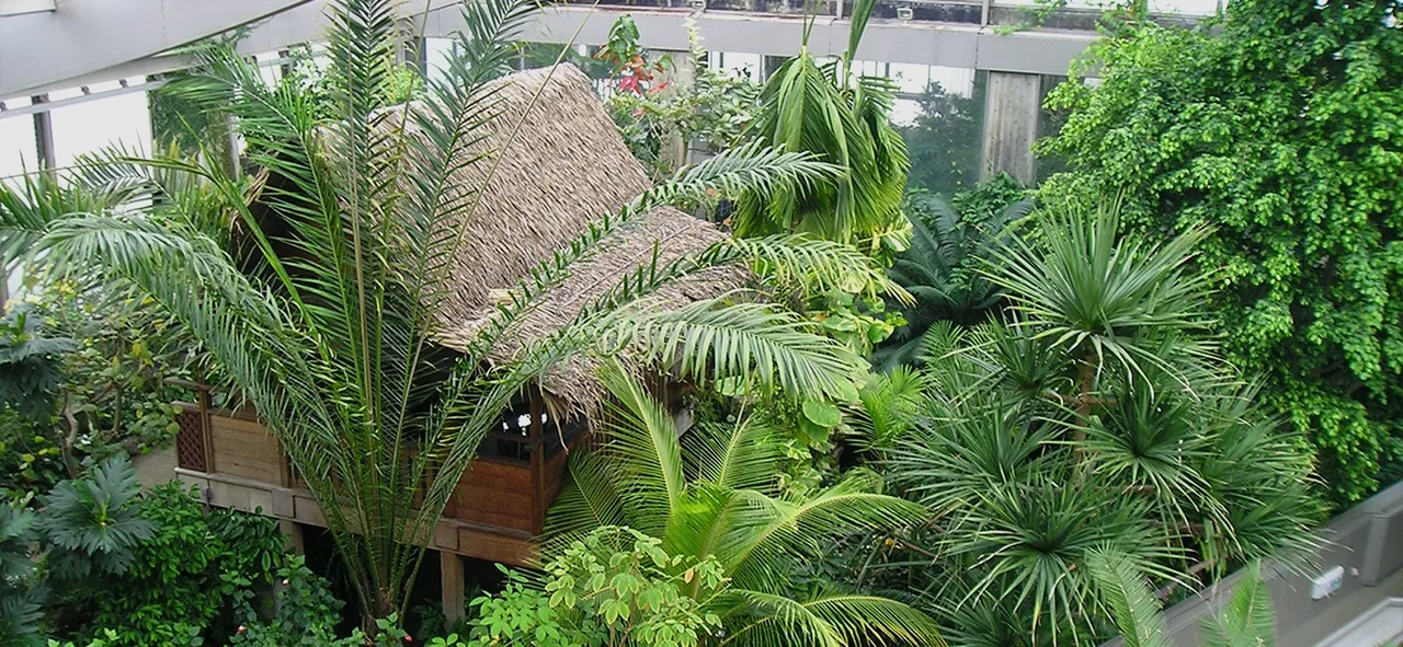熱帯環境植物館のプルメリア
