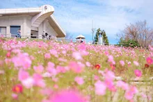 鷲ケ峰コスモスパークのコスモス