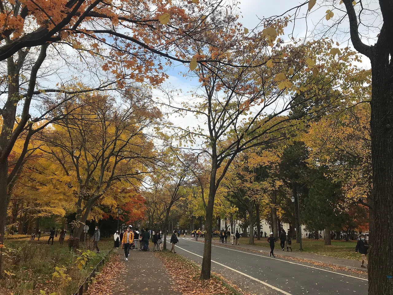 北大イチョウ並木の紅葉 2026