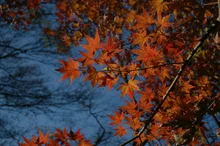 石神井公園の紅葉 2026