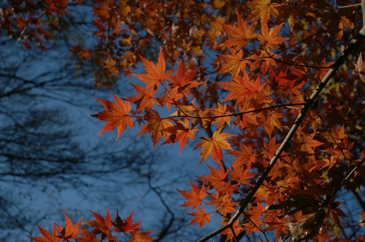 石神井公園の紅葉 2026