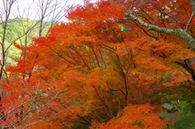 吉野山(上千本)の紅葉 2026