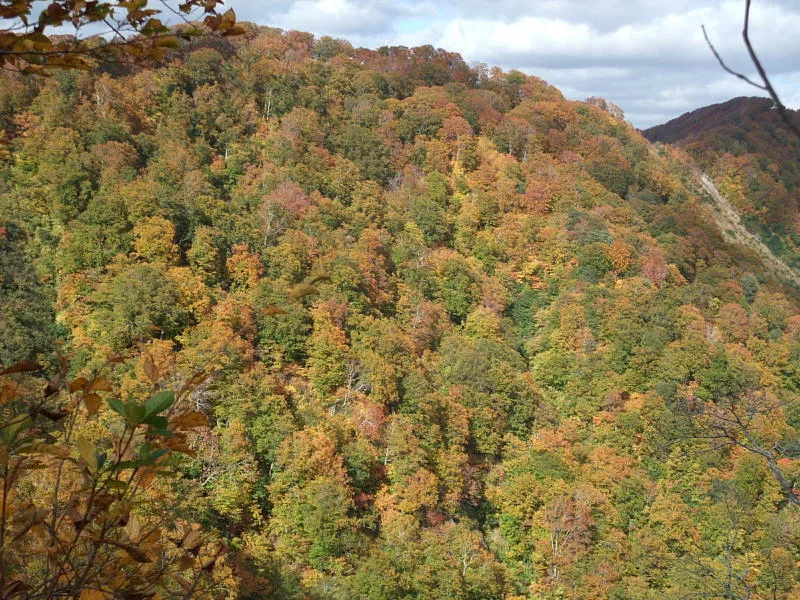 白神山地の紅葉 2026