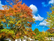千秋公園の紅葉 2026
