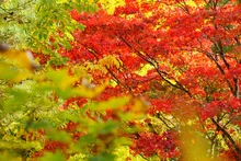 角館の紅葉 2026