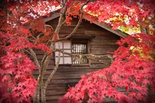 香雪園(見晴公園内)の紅葉 2026