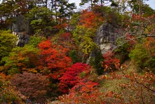 きみまち阪県立自然公園の紅葉 2026