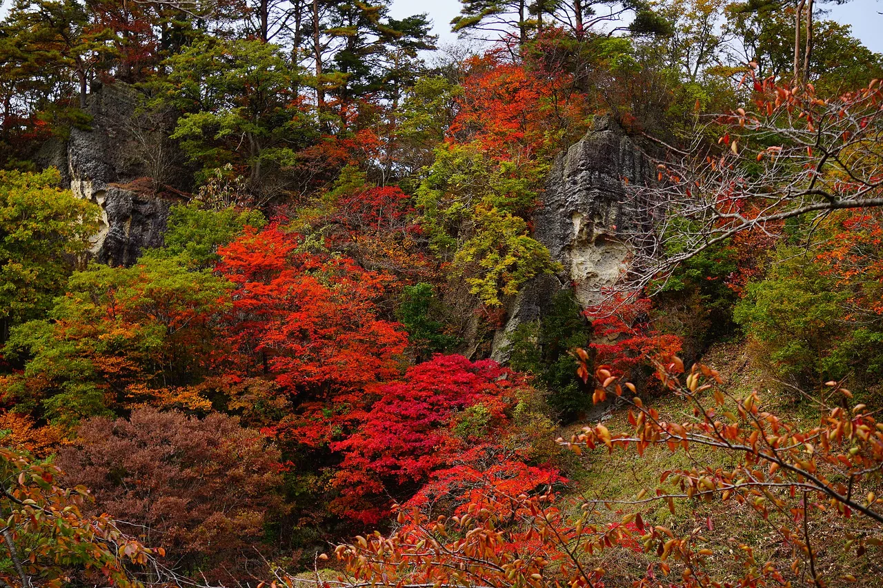 きみまち阪県立自然公園の紅葉 2026