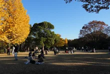 北の丸公園の紅葉 2026