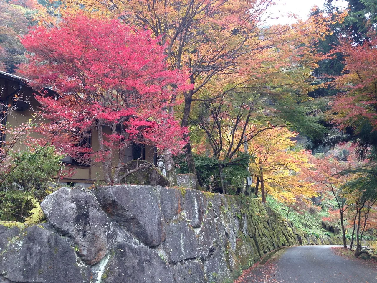 裏耶馬渓の紅葉 2026