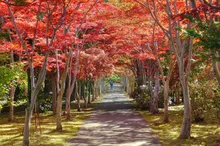 平岡樹芸センター(みどりーむ)の紅葉 2026