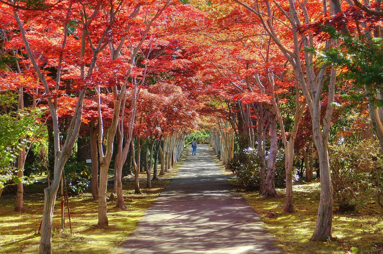 平岡樹芸センター(みどりーむ)の紅葉 2026