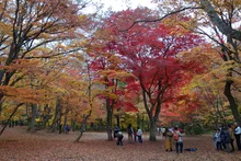 中野もみじ山の紅葉 2026