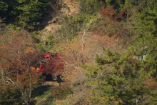 嵯峨野トロッコ列車の紅葉 2026