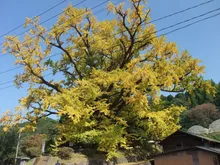 下城の大イチョウの紅葉 2026