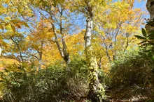 岩木山の紅葉 2026