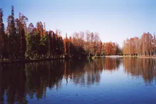 別所沼公園の紅葉 2026