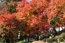 大窪寺の紅葉 2026