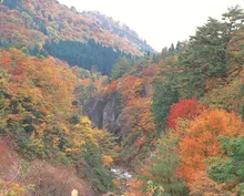 面白山紅葉川渓谷の紅葉 2026