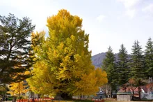 古町の大イチョウの紅葉 2026