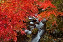 花園渓谷の紅葉 2026