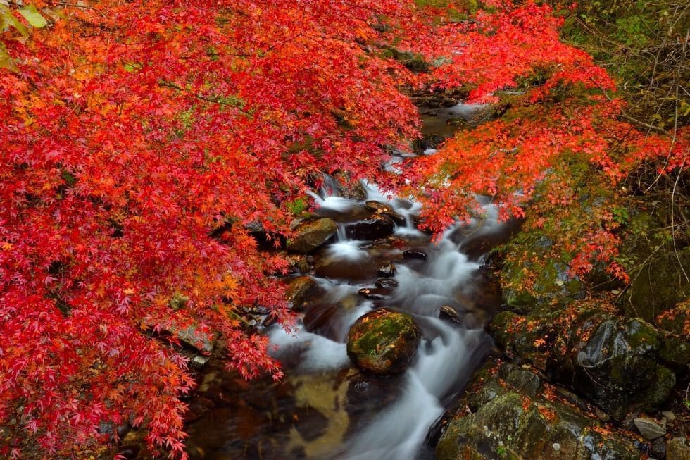 花園渓谷・猿ヶ城渓谷の紅葉