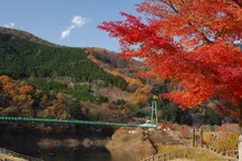 もみじ谷大吊橋の紅葉 2026