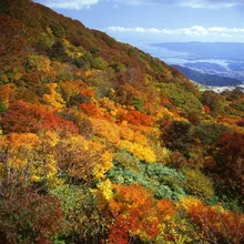 大佐渡スカイラインの紅葉 2026