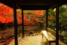 越前陶芸公園の紅葉 2026
