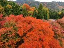 大本山 摩耶山天上寺の紅葉 2026