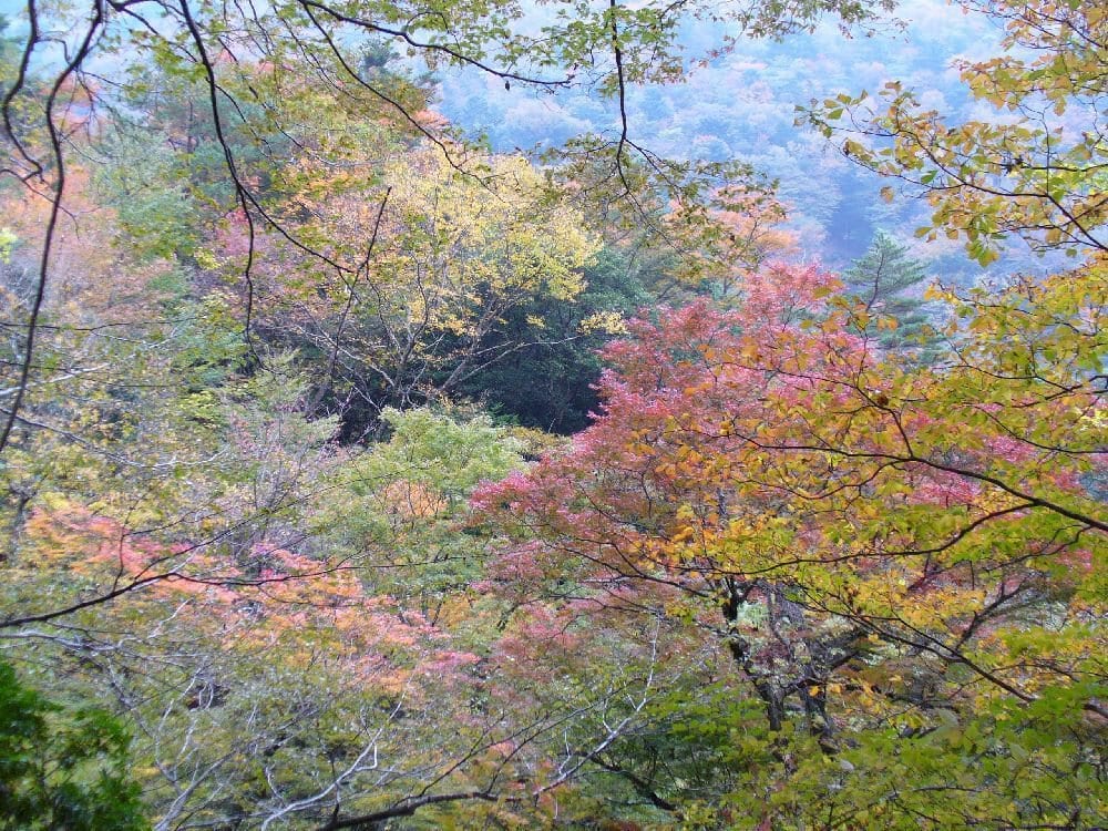 八斗蒔峠の紅葉